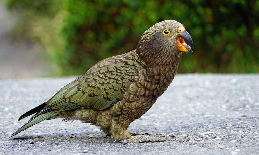 Kea (pixabay.com/Bernd Hildebrandt)