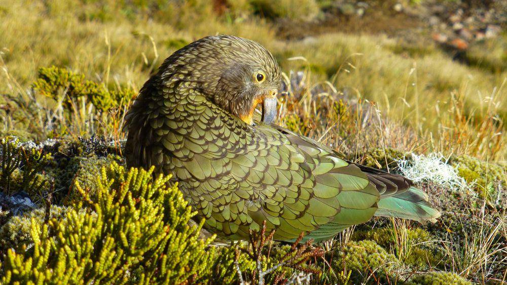 Kea (pixabay.com/Gerralt van Soest)