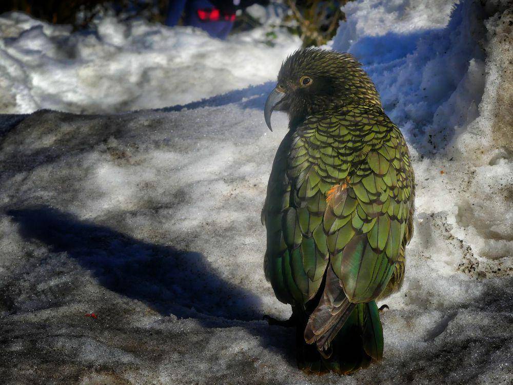 Kea (pixabay.com/Tim)