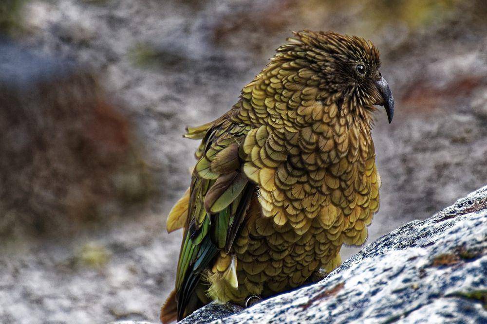 Kea (pixabay.com/Makalu)