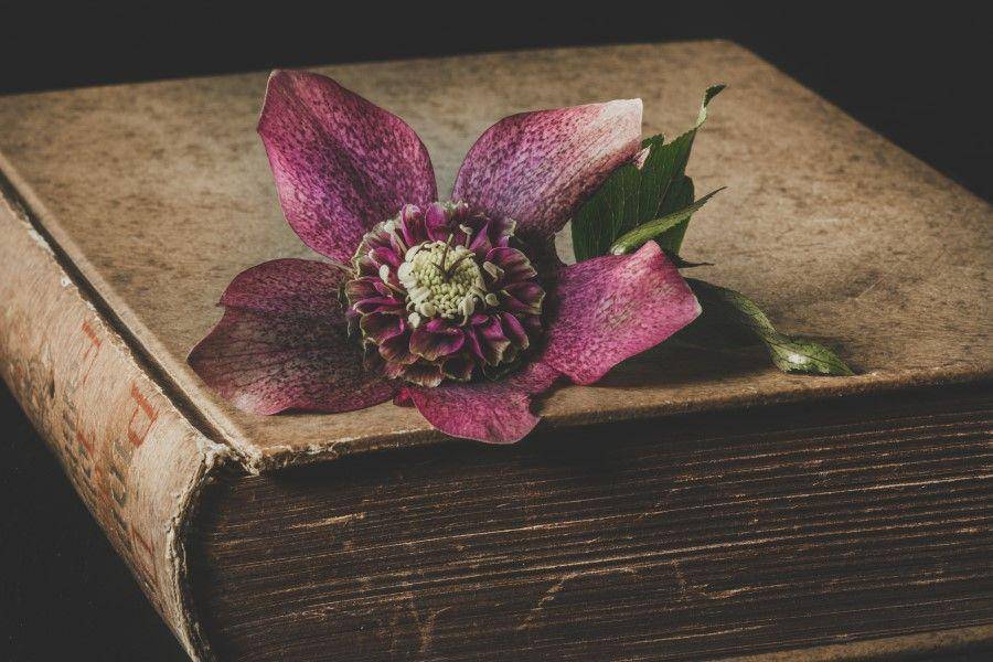 ilustrasi buku tua (pexels.com/Ylanite Koppens)