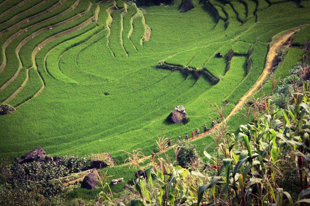 Sapa Rice Terraces (unsplash.com/siamak djamei)