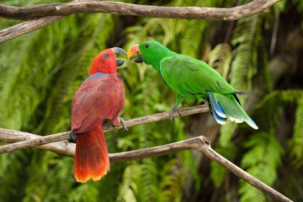 Bali Bird Park (Instagram.com/@balibirdparkofficial)