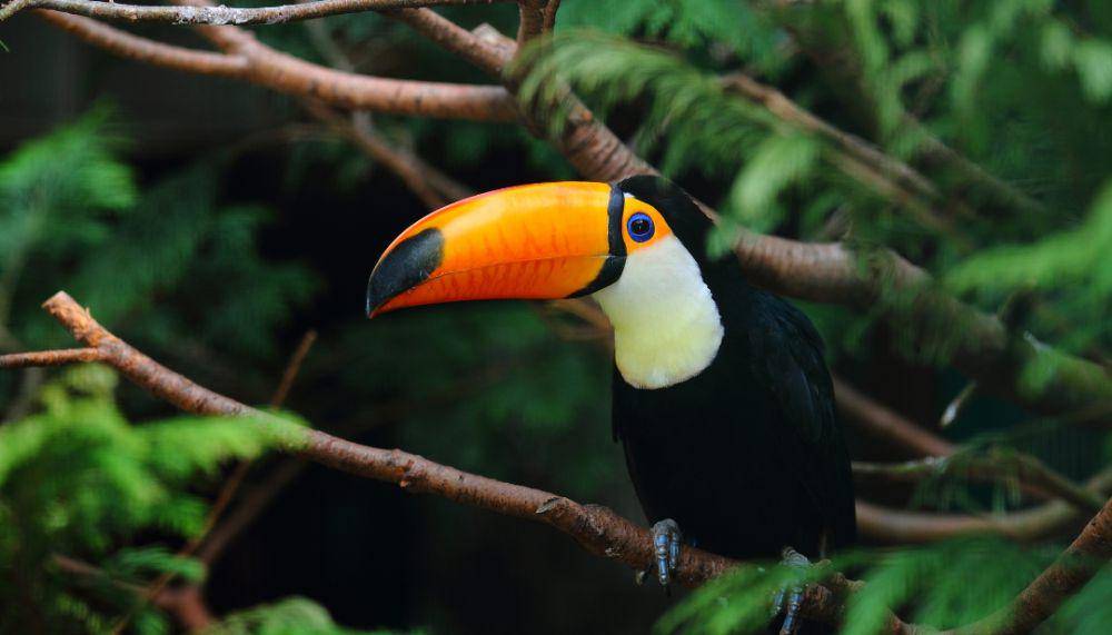 Burung tukan di atas ranting pohon sebagai makhluk hidup di Bumi (freepik.com/wirestock)