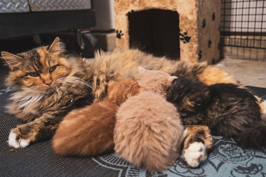 Cara Mengobati Susu Kucing yang Bengkak Sesuai Penyebabnya