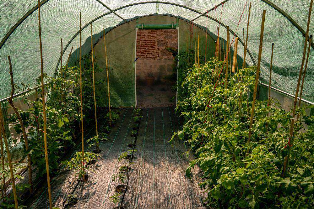 ilustrasi greenhouse yang terbuat dari jarring-jaring (freepik/wirestock)