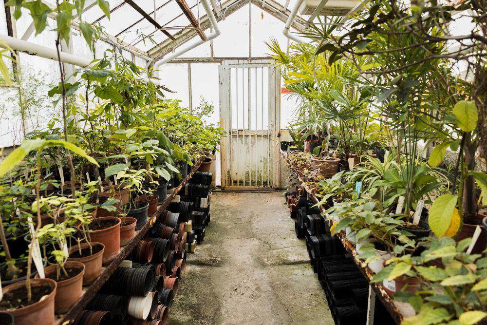illustrasi penataan tanaman dalam greenhouse dengan ukuran kecil (freepik/freepik)