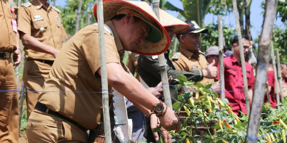 Panen Cabai Rawit di Lampung Barat, Pemkab Bagikan Bibit Gratis