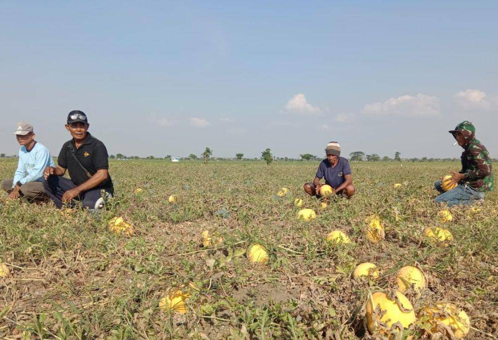 Petani Desa Trosono, Kecamatan Sekaran, Kabupaten Lamongan sukses tanam semangka. IDN Times/Imron
