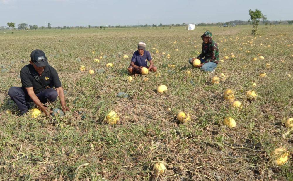 Petani Desa Trosono, Kecamatan Sekaran, Kabupaten Lamongan sukses tanam semangka. IDN Times/Imron