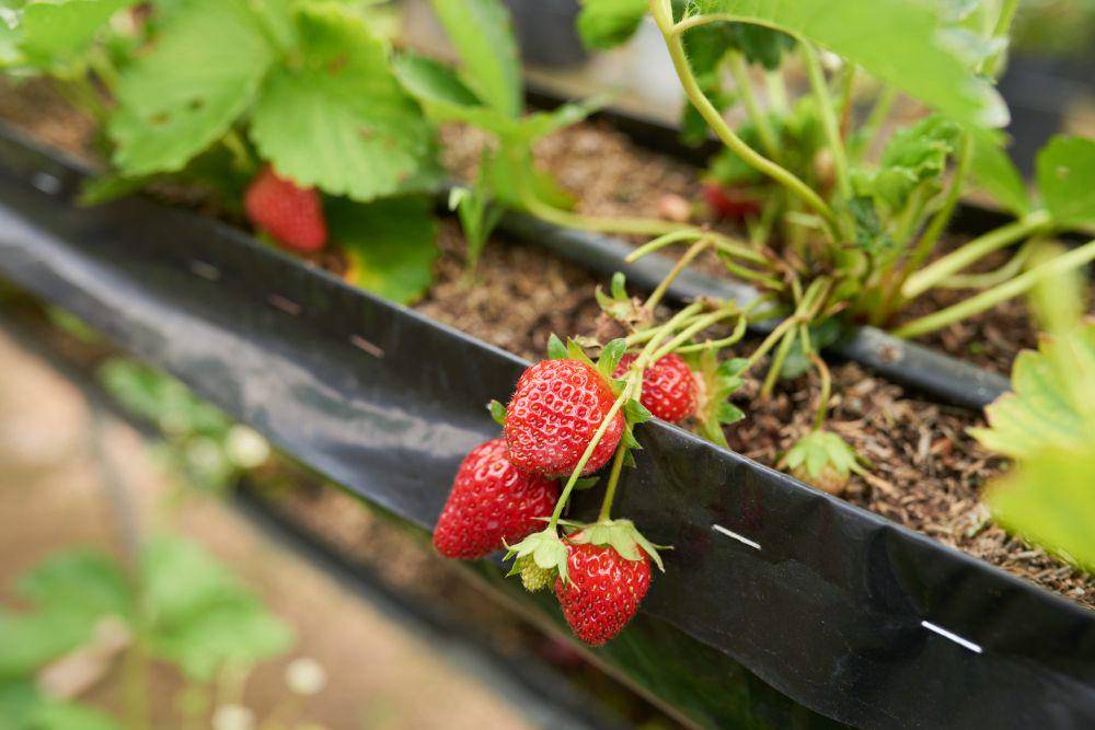 ilustrasi buah strawberry yang ditanam dalam greenhouse (freepik/pressfoto)