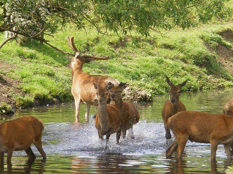 Kelompok rusa merah di Taman Richmond, Inggris. (commons.wikimedia.org/Emőke Dénes)