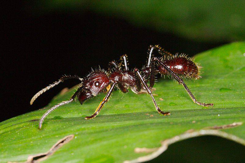 Bullet ant (commons.wikimedia.org/Graham Wise)