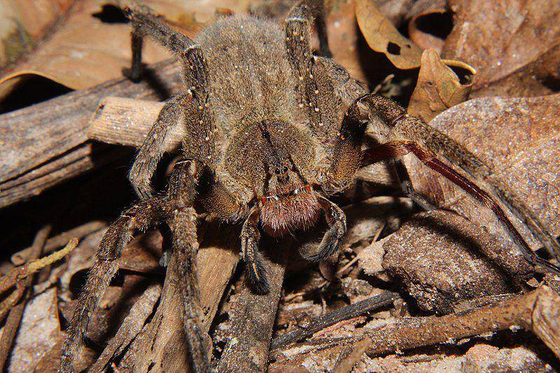 Brazilian wandering spider (commons.wikimedia.org/Thiago Goncalves)