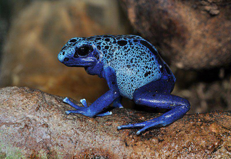 Poison dart frog (commons.wikimedia.org/Quartl)