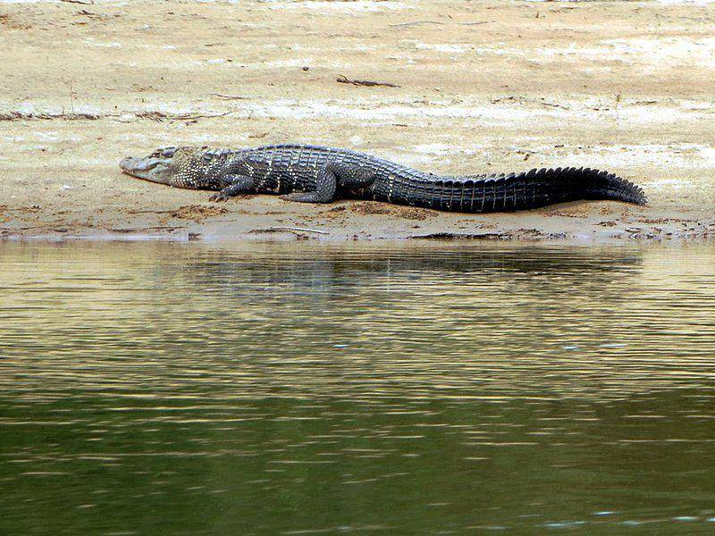 Black caiman (commons.wikimedia.org/Marlomassone)