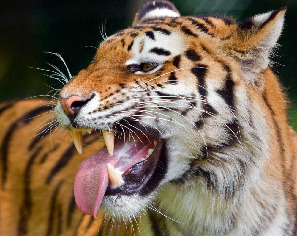 5 Hewan Mematikan yang Tak Terduga, Bukan Hiu atau Singa