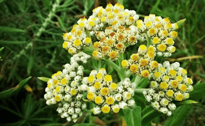 Bunga edelweiss kuning (Foto: Dirjen KSDAE)