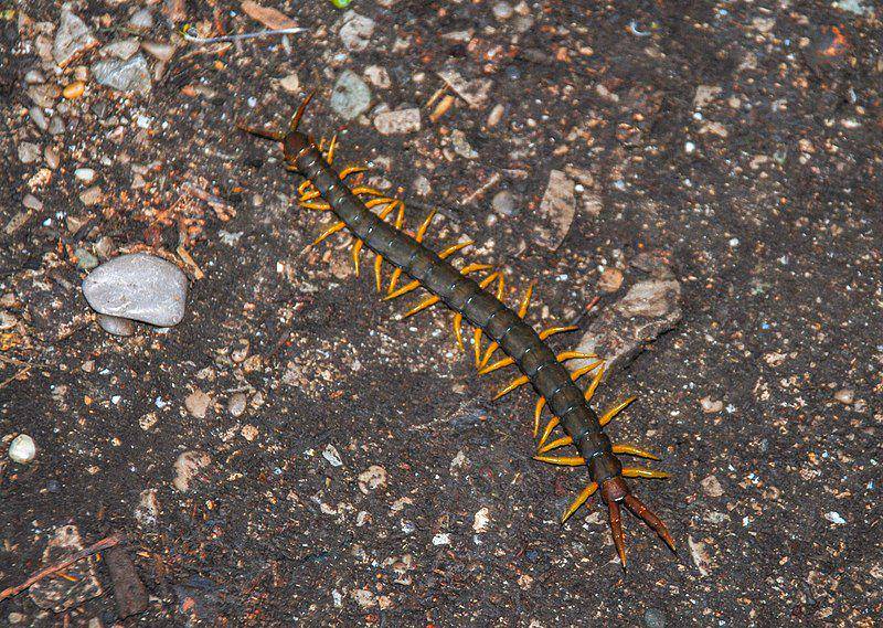 Amazonian giant centipede (commons.wikimedia.org/Nata Mostova)