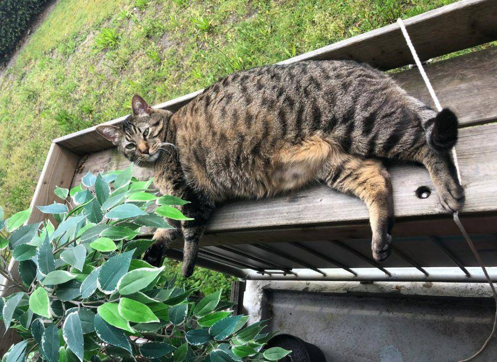 potret gemas kucing nongkrong di balkon dan teras (reddit.com/user/zzRazzMaTazz)