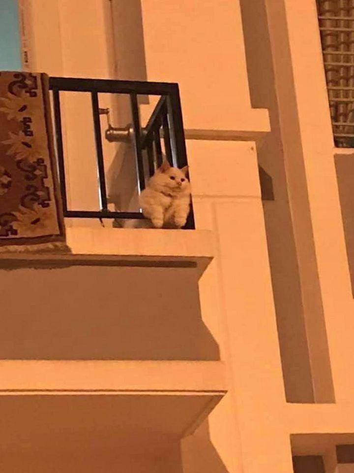 potret gemas kucing nongkrong di balkon dan teras (reddit.com/user/sepaloidFluff14)