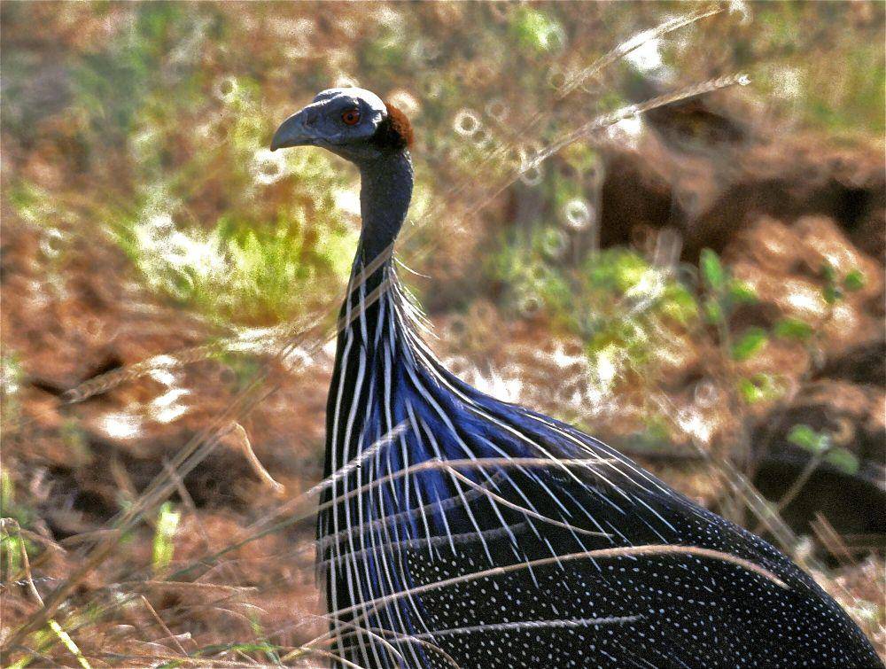 Ayam mutiara nasar (commons.m.wikimedia.org/Bernard DUPONT)