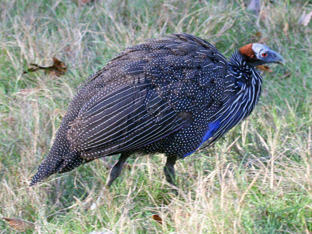 Ayam mutiara nasar (commons.m.wikimedia.org/Dick Daniels)