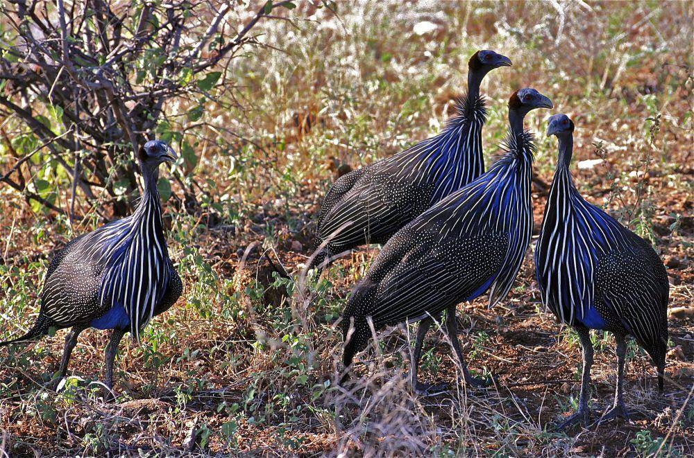 Ayam mutiara nasar (commons.m.wikimedia.org/Bernard DUPONT)