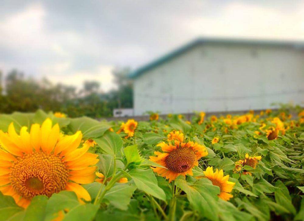 Kebun Bunga Matahari Kediri: Lokasi, Aktivitas, dan Tips Wisatanya