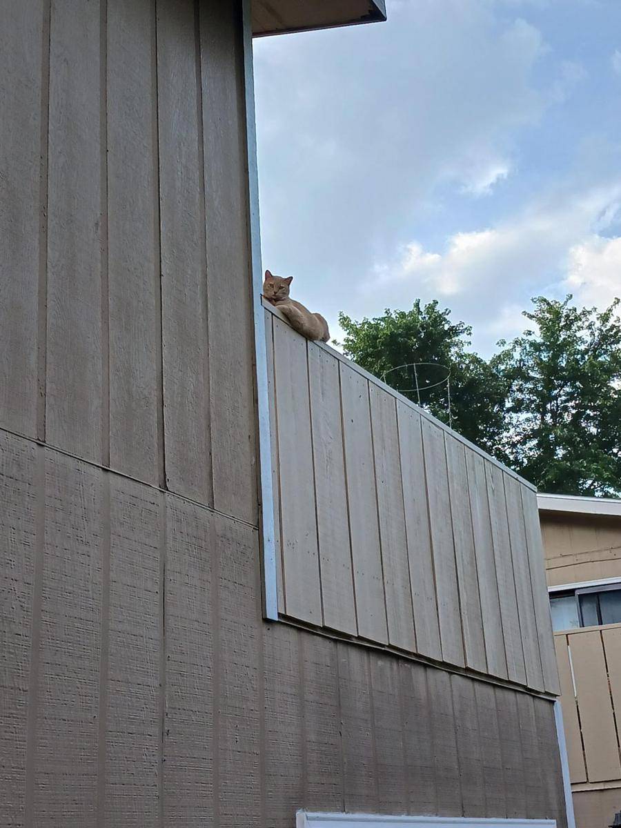 potret gemas kucing nongkrong di balkon dan teras (reddit.com/user/hezzyb)