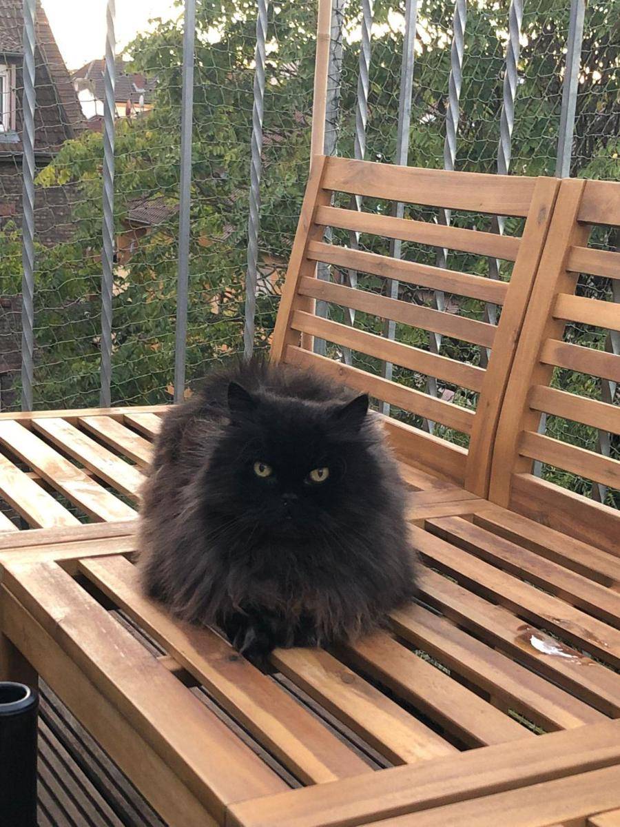 potret gemas kucing nongkrong di balkon dan teras (reddit.com/r/cats)