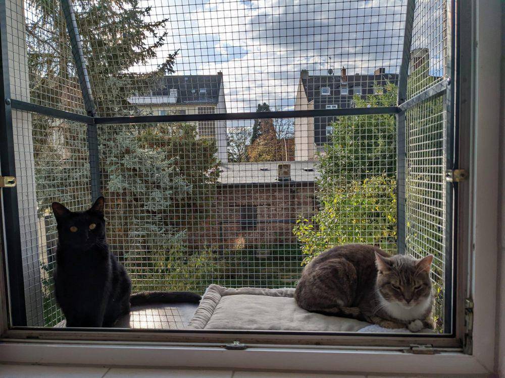 potret gemas kucing nongkrong di balkon dan teras (reddit.com/user/GlitteryHazelnut)