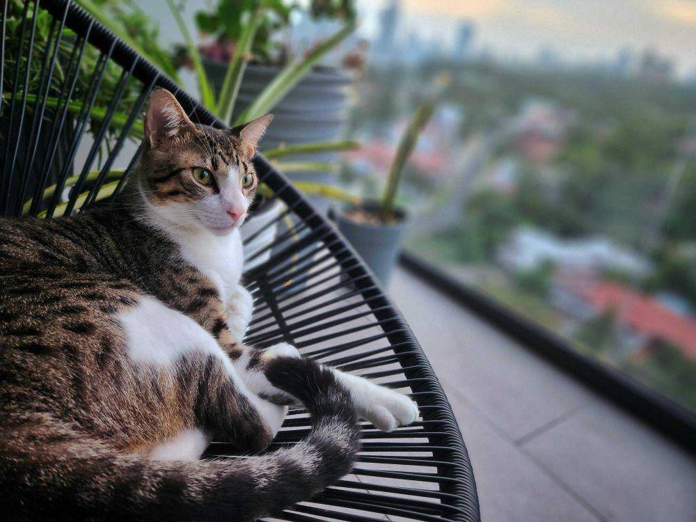 potret gemas kucing nongkrong di balkon dan teras (reddit.com/user/ivanoski-007)