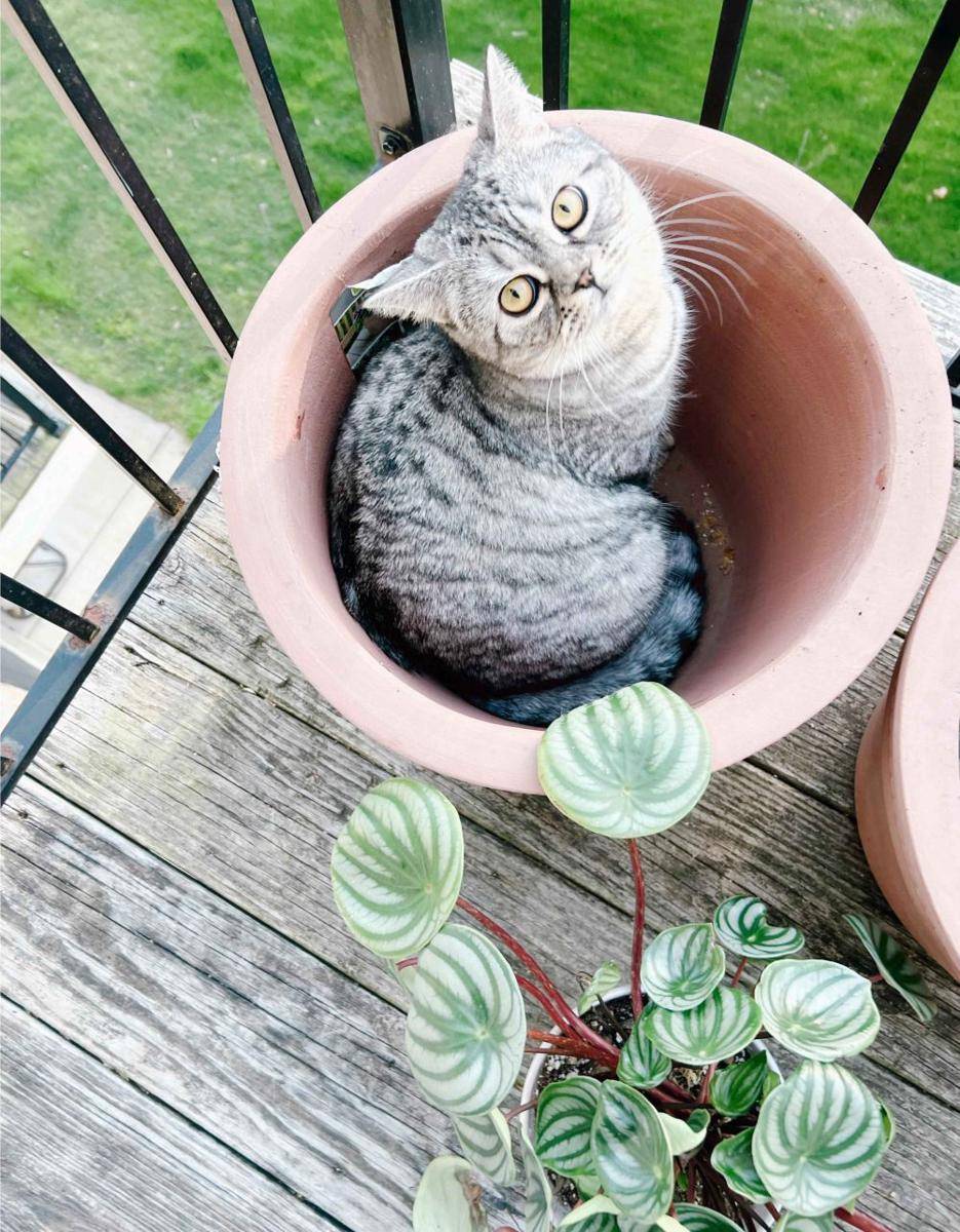potret gemas kucing nongkrong di balkon dan teras (reddit.com/user/jenhqd)
