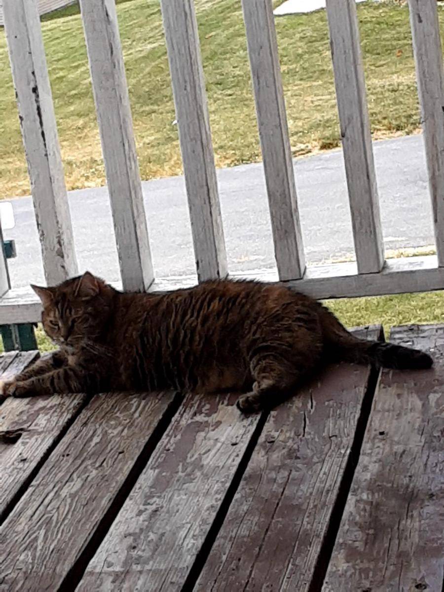 potret gemas kucing nongkrong di balkon dan teras (reddit.com/user/sniperboi629)