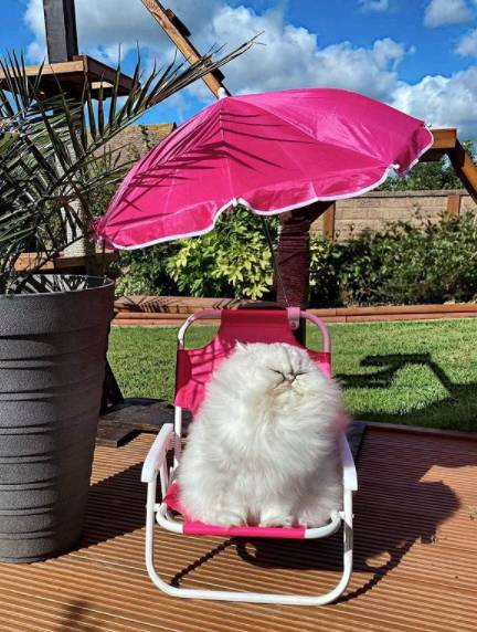 potret gemas kucing nongkrong di balkon dan teras (reddit.com/user/chojustin)