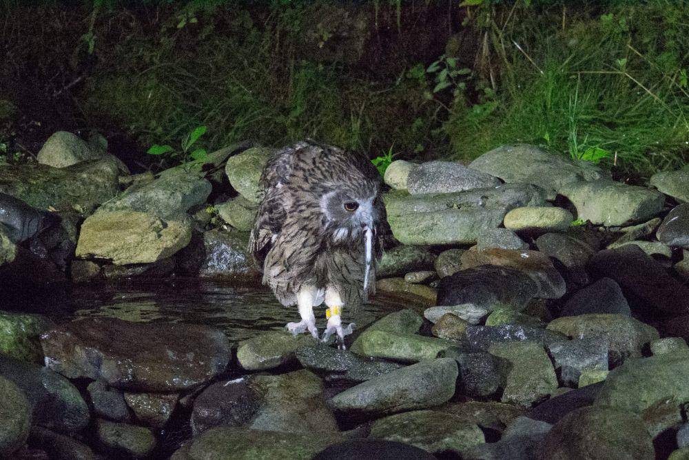 Blakiston's Fish Owl (inaturalist.org/elisooker)