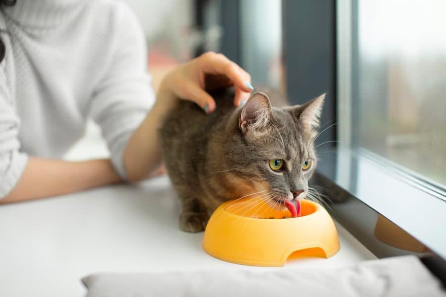 Apakah Kucing Boleh Makan Nasi? Ternyata Ini Jawabannya Menurut Ahli