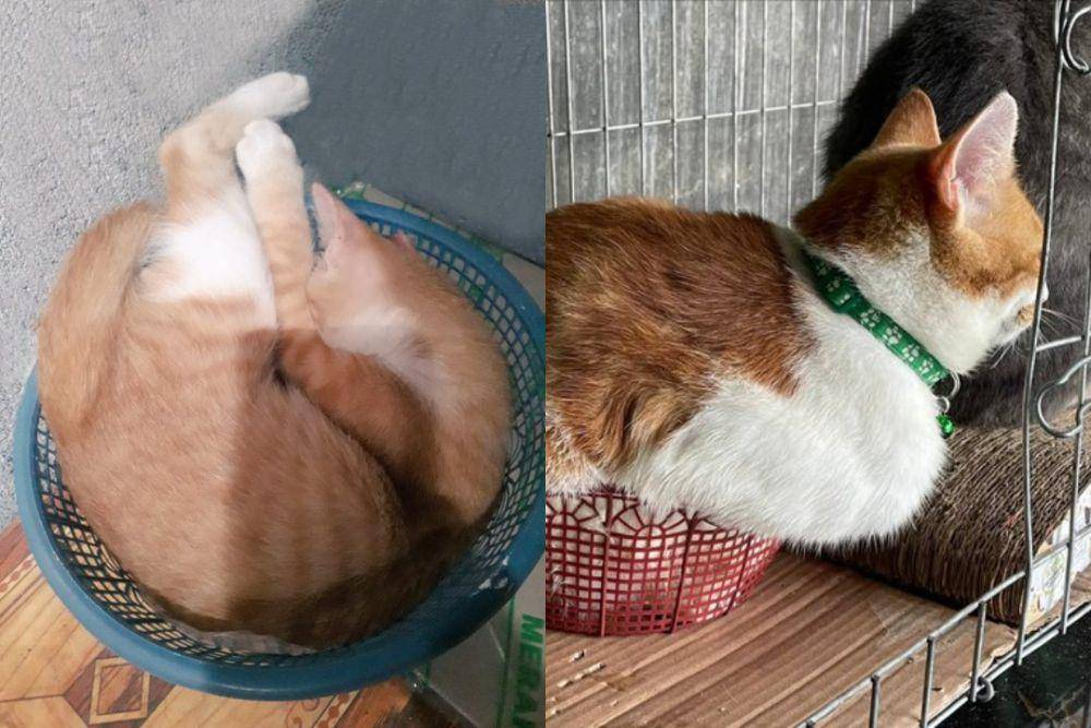 Kucing masuk keranjang. (twitter.com/ernaaabcd | twitter.com/kochengfs)