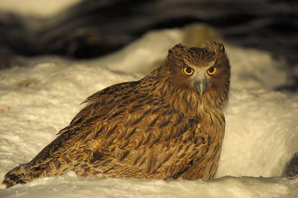 Blakiston's Fish Owl (commons.wikimedia.org/Roberttdc)