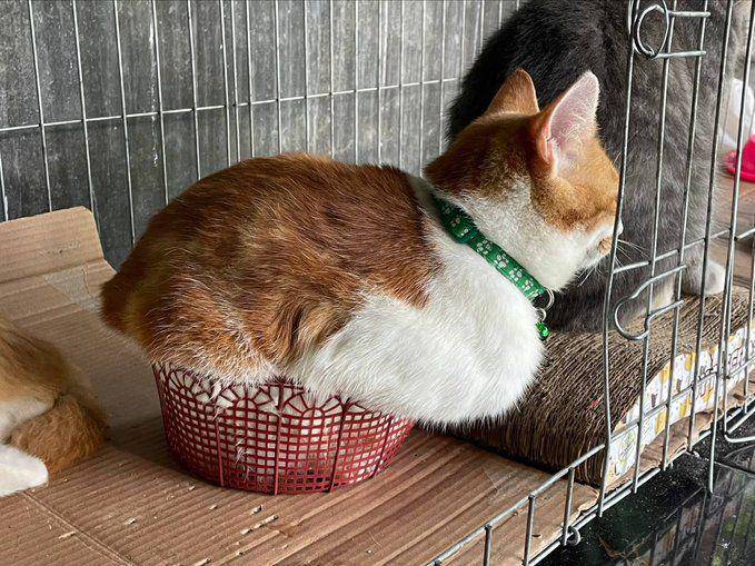 Kucing masuk keranjang. (twitter.com/kochengfs)