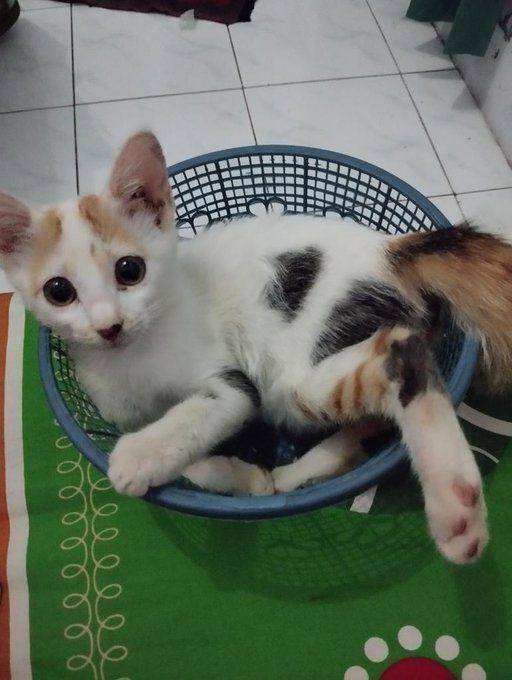 Kucing masuk keranjang. (twitter.com/sniahrtn)