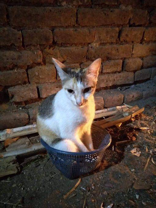 Kucing masuk keranjang. (twitter.com/sskye25)