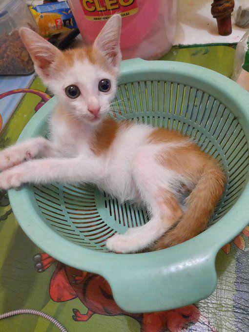 Kucing masuk keranjang. (twitter.com/talgi_uyu)