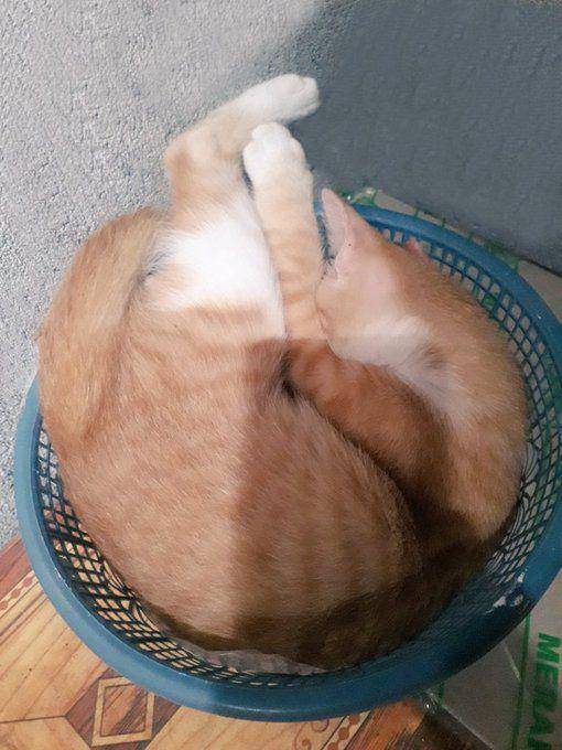Kucing masuk keranjang. (twitter.com/ernaaabcd)