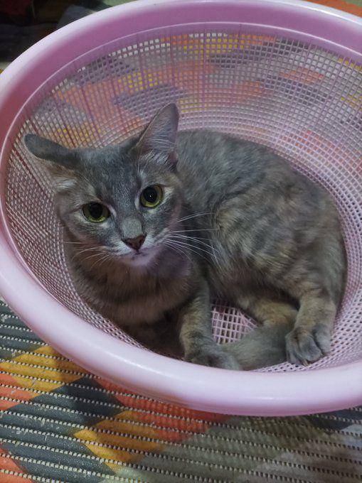 Kucing masuk keranjang. (twitter.com/ewink_tie)