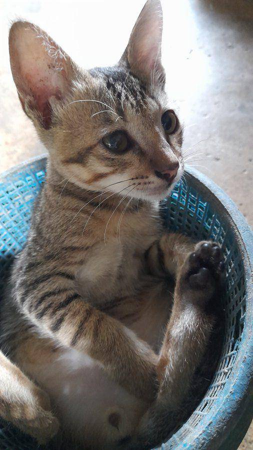 Kucing masuk keranjang (twitter.com/urnotalone1809)