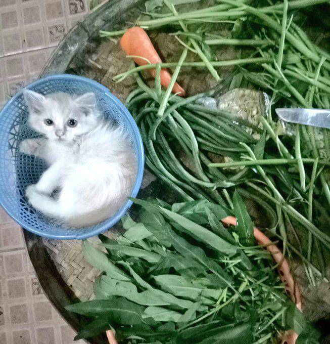 Kucing masuk keranjang. (twitter.com/tiffanylovenlya)