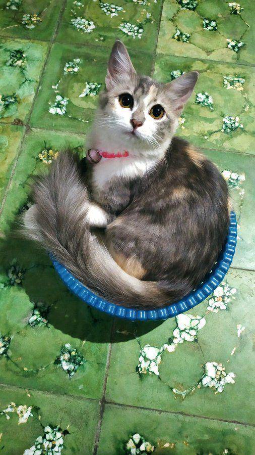 Kucing masuk keranjang. (twitter.com/meishamanis)