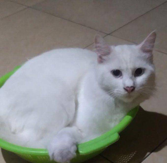 Kucing masuk keranjang. (twitter.com/wawa14_)